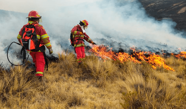 incendio forestal | incendio forestal en la Amazonía | selva | ecología | medio ambiente | cambio climático