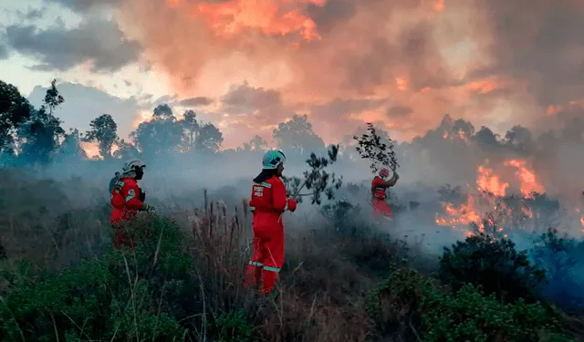 incendio forestal | incendio forestal en la Amazonía | selva | ecología | medio ambiente | cambio climático