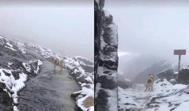  El perrito, a pesar de encontrarse a casi 5.000 metros de altura y en un entorno frío, guía con valentía al montañista. Foto: difusión    