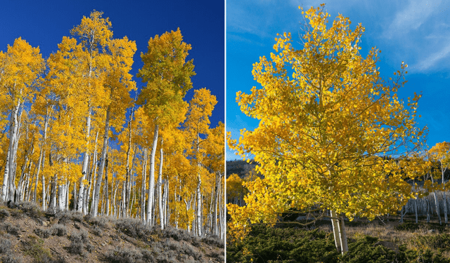 Pando, árbol del Pando, árbol temblón, álamo temblón, Estados Unidos, EE.UU., ser vivo más grande del mundo