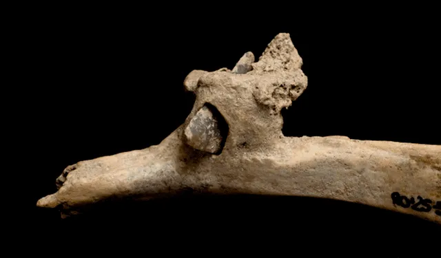 Flecha encontrada en costilla humana del yacimiento del Roc de les Orenetes en Girona, España. Foto: IPHES-CERCA 
