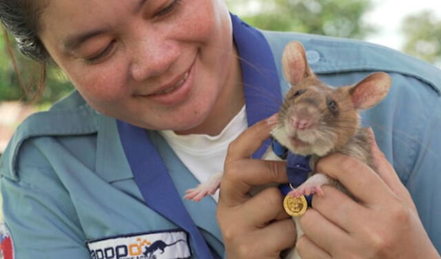 Magawa, la rata detectora de bombas recibe medalla de oro por su arriesgado trabajo