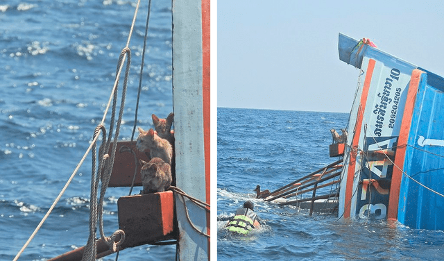 Joven se lanza al mar para rescatar a cuatro gatos de un barco en llamas