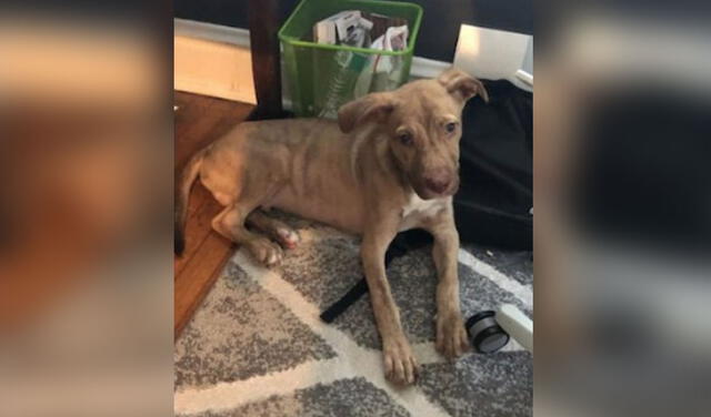 El can logró encontrar una familia pronto y  su historia tuvo un final feliz. Foto: Facebook/Stray Rescue of St. Louis