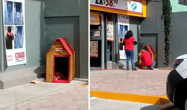 Trabajadores adoptan perrito y le adornan su casita con motivos navideños