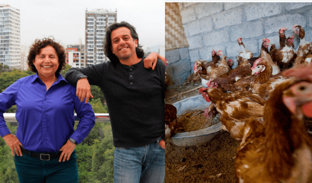 Partido Morado propone proyecto de ley para garantizar bienestar de gallinas ponedoras