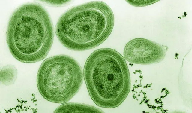 Las cianobacterias marinas eran una de las pocas formas de vida predominantes en la Tierra hace 2.000 millones de años. Foto: Crisholm Lab