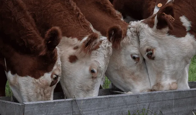 Soñar con un grupo de vacas es de buena suerte. Foto: AFP