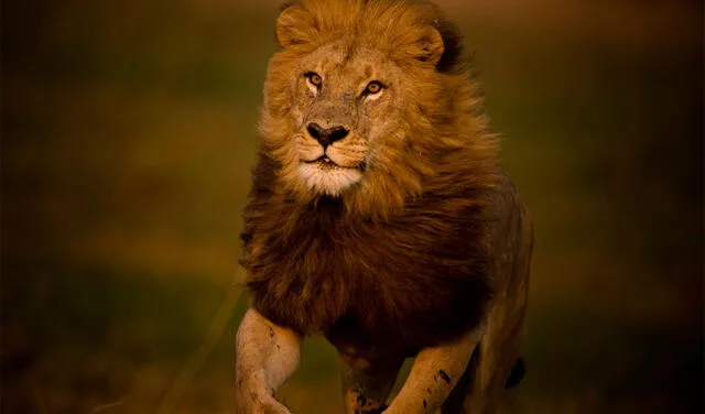 Si el león te persigue, puede significar miedos, inseguridades o algo malo en el camino. Foto: National Geographic