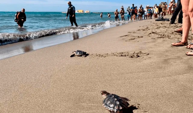 En la suelta de tortugas asistieron diferentes autoridades locales. Foto: EFE
