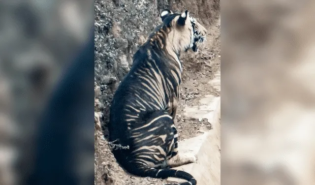 Fotografían a un extraño tigre negro, un animal al borde de la extinción