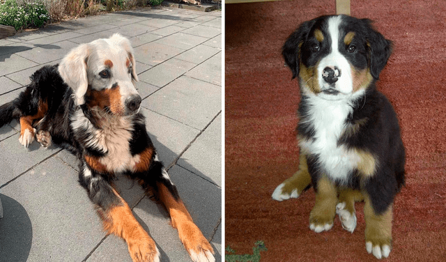 Conoce a Fanny, la perrita con afección a la piel cuyo pelo se torna blanco