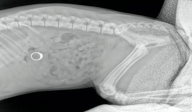 Facebook viral: mujer revisa la radiografía de su perro y se entera que este tenía su anillo de compromiso