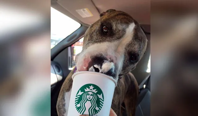 Facebook viral: invitan puppuccino a perros sin hogar y los ayudan a ser adoptados