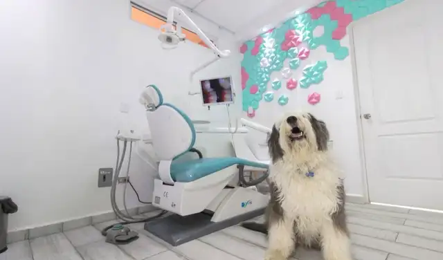 Facebook viral: dentista lleva su perro a su consultorio para que acompañe a los pacientes