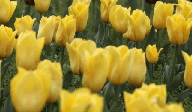 Las flores amarillas son las más populares de Año Nuevo