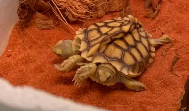 Nace la primera tortuga con 2 cabezas y esperan que viva 150 años en Países Bajos