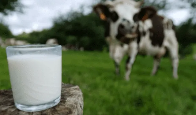 Conoce los beneficios de leche evaporada. Foto: AFP