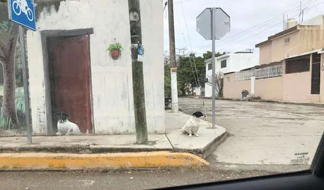 Facebook viral: perro se emociona al descubrir el mural que pintó su dueño en su honor y posa a su costado