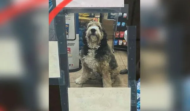Facebook viral: perrito aparece en el ‘muro de la vergüenza’ tras robar comida de una tienda