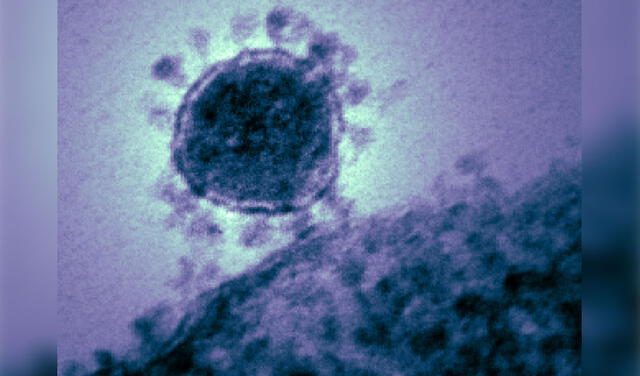 Partícula de SARS-CoV-2 ingresando a una célula a través de receptor ACE2. Foto: NIAID