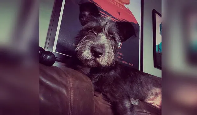 Facebook viral: perrito se coloca en el buzón de su casa para saludar a todos sus vecinos