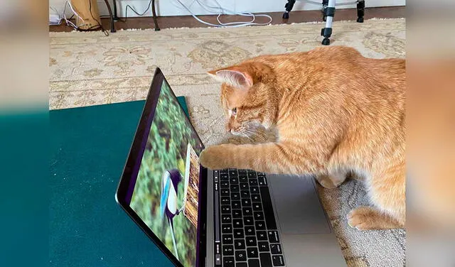 Facebook viral: gato visita la casa de una mujer a diario para ver videos de animales juntos