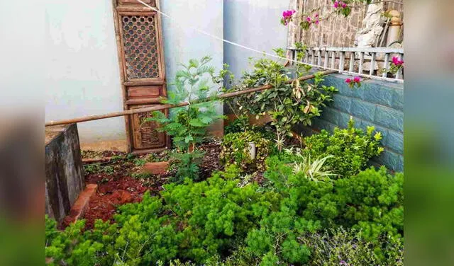 Facebook viral: ¿Puedes ver al gato escondido en el jardín? El reto viral que pocos logran resolver Facebook viral: ¿Puedes ver al gato escondido en el jardín? El reto viral que pocos logran resolver