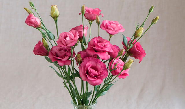 Los lisiantos son similares a las rosas, pero más duraderos y abiertos. Foto: Johnny's Selected Seeds