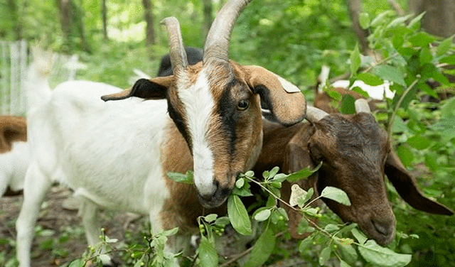 La cabra, uno de los 12 animales del horóscopo chino. Foto: EFE