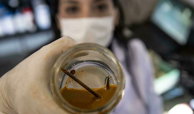 La científica chilena Nadac Reales enseña un clavo y un tornillo que están siendo devorados por las bacterias. Foto: AFP
