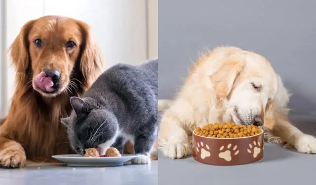 No es recomendable darle comida de gato a los perros
