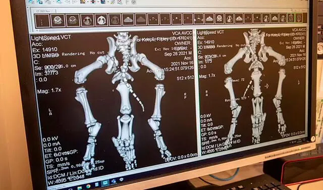 Facebook viral: conoce a Raga, el perro que sobrevivió a una cirugía tras nacer con 6 patas y 4 testículos