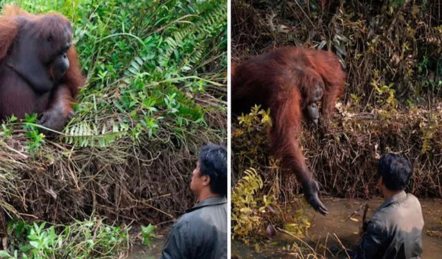 Facebook viral: hombre recibe la ayuda de un orangután que estiró su brazo para sacarlo del barro