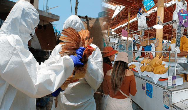 Conoce si el brote de gripe aviar afectará la venta de aves en mercados. Foto: Urpi