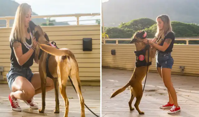 Este es el emotivo reencuentre entre ambas amigas que se volvieron inseparables. Foto: American Humane / Facebook Este es el emotivo reencuentre entre ambas amigas que se volvieron inseparables. Foto: American Humane / Facebook