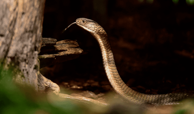 La India alberga unas 100 especies de serpientes venenosas o ligeramente venenosas, de acuerdo con la organización india Wildlife SOS
