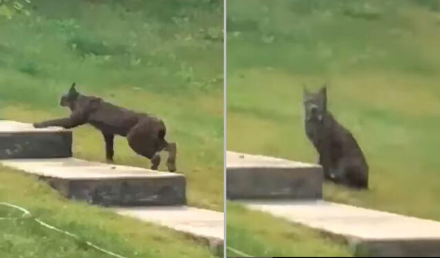 Este lince canadiense negro fue captado en la ciudad de Whitehorse, Canadá. Foto: Thomas Jung / Mammals