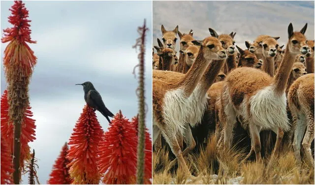 Gran variedad de animales pueden desarollarse libremente en esta zona. Foto: composición LR / Andina
