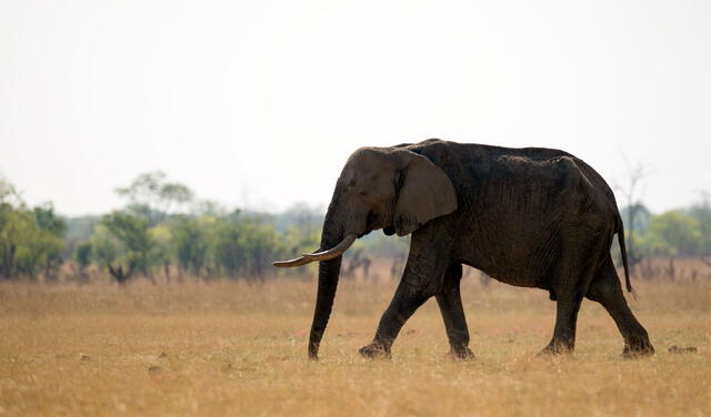Los elefantes africanos de sabana son más grandes que los de bosque. Foto: AFP
