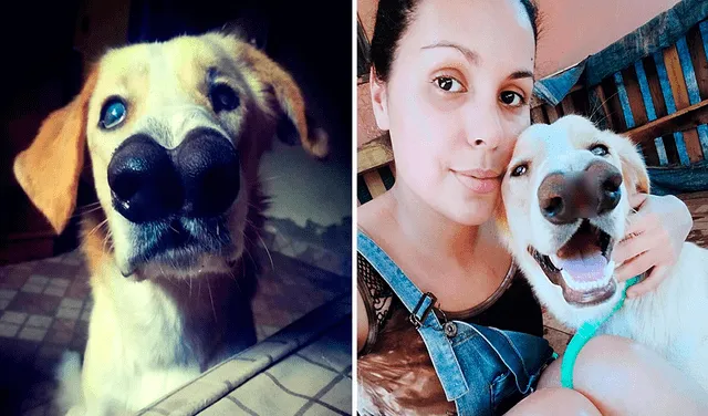 Joaquín, el perro con hocico leporino que pide apoyar las campañas de adopción