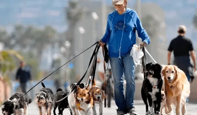 Pagan 3.000 dólares al mes por ser paseador de perros y asistente personal