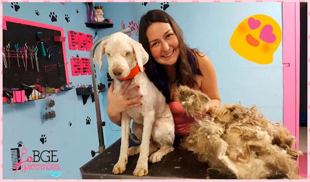 Facebook viral: mujer abre su salón para mascotas durante la madrugada para ayudar a un perro callejero