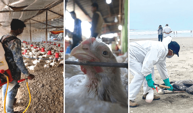 ¿La gripe aviar se puede transmitir a humanos? Conoce todo sobre la influenza en aves, según Minsa y Senasa. Foto: EFE/referencial/AFP/difusión