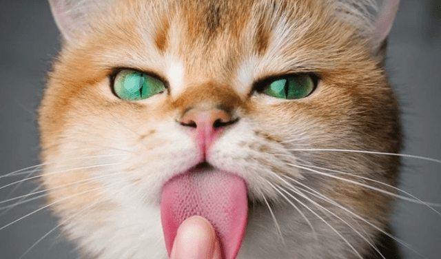 La singular lengua de los gatos les ayuda a  limpiarse el cuerpo