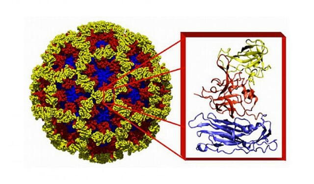 Cápside del norovirus. El recuadro muestra en detalle las proteínas de esa estructura. Imagen: Dr. BVV Prasad