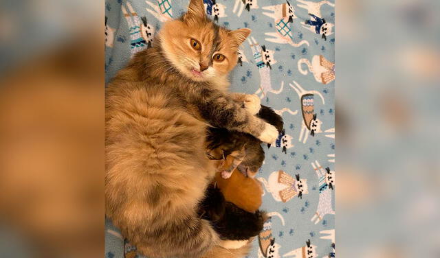 Facebook viral: rescata a gatita con sus crías de la calle y decide darles una nueva vida