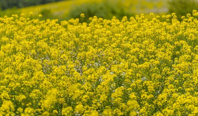 Las flores amarillas son símbolo de alegría y optimismo. Foto: AFP