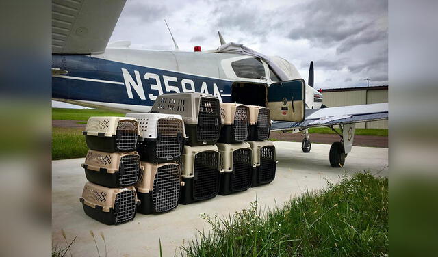Facebook viral: piloto compra un avión para rescatar a cientos de animales de los refugios