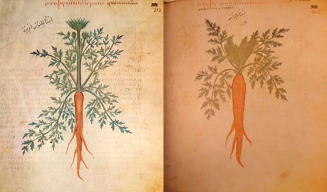 Las zanahorias de color naranja ya aparecían en una obra del siglo VI, el 'Dioscórides de Viena'. Foto: World Carrot Museum